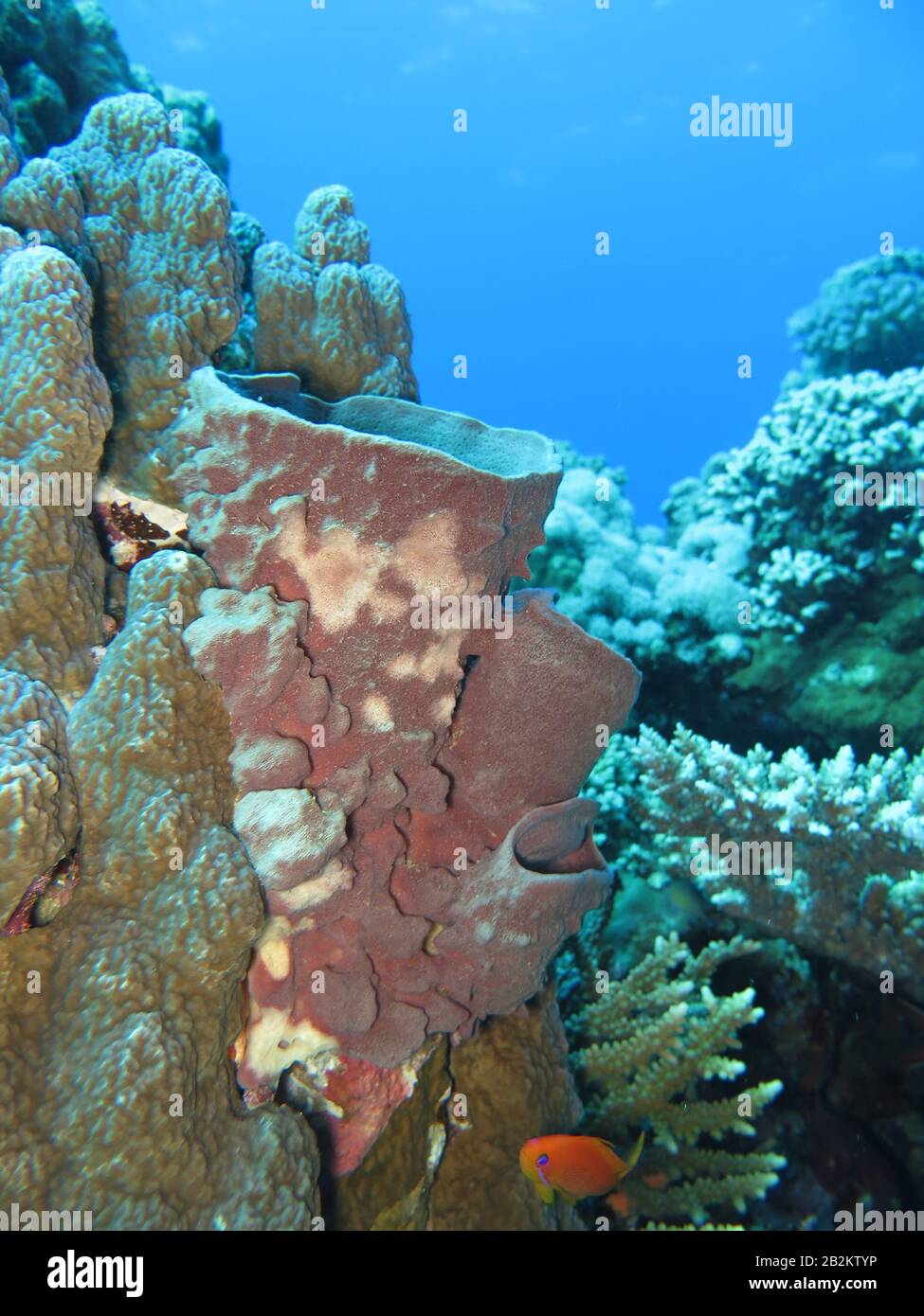 Schwamm, Korallen, Rotes Meer, Aegypten Stock Photo