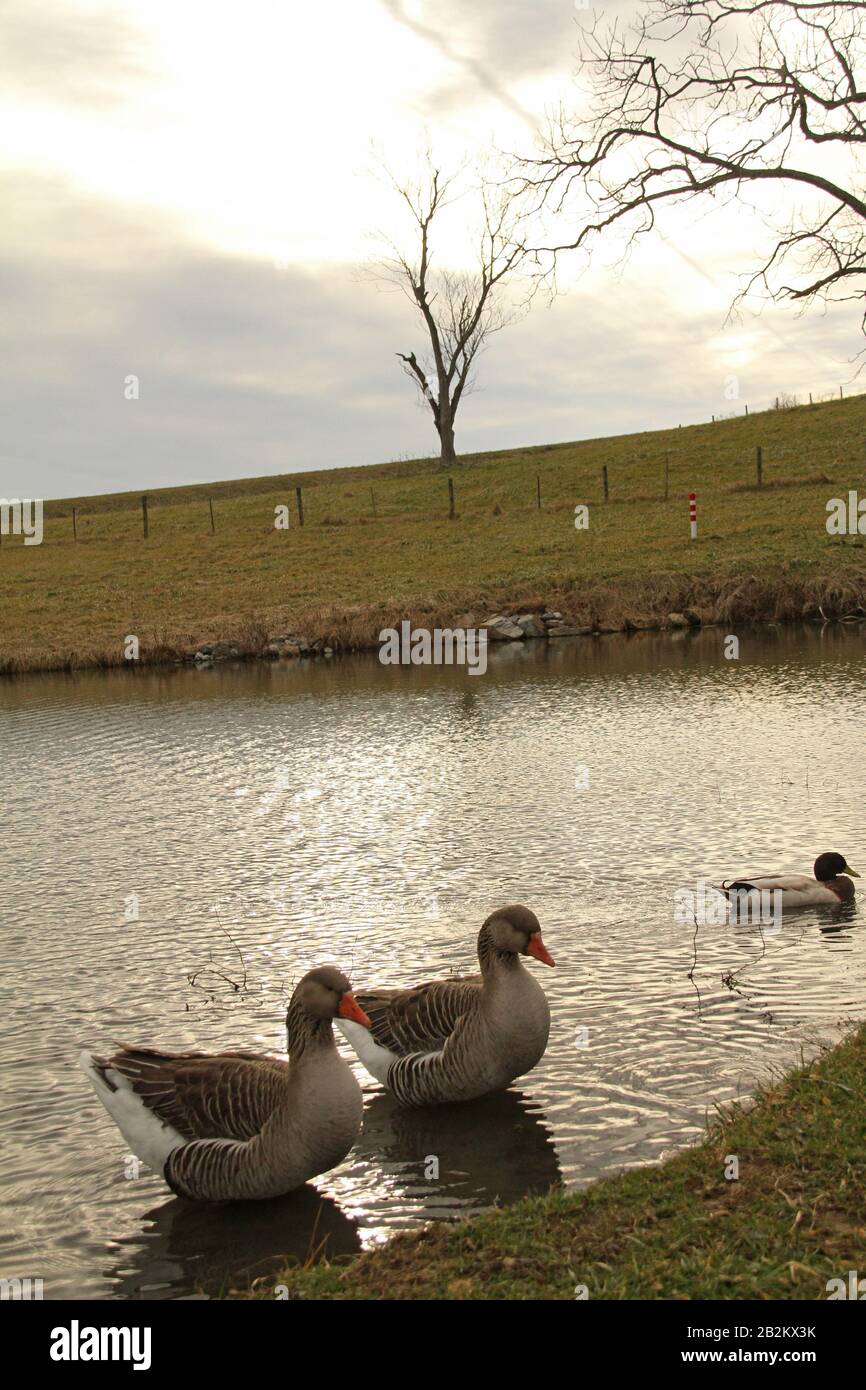 Domestic geese in pond in Virginia, USA Stock Photo Alamy