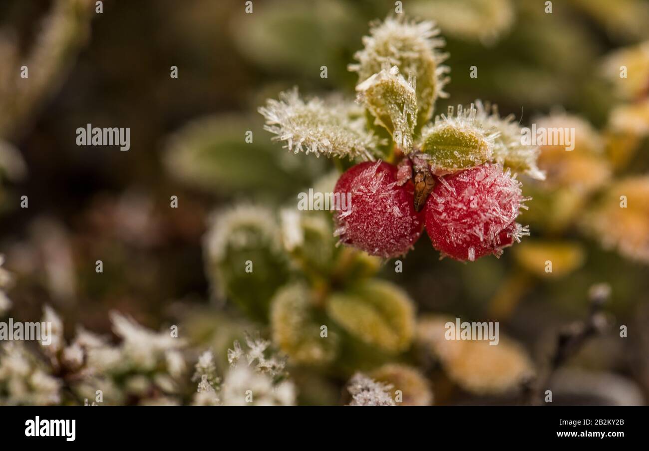 Cold berries, Vaccinium vitis-idaea, Cold Stock Photo