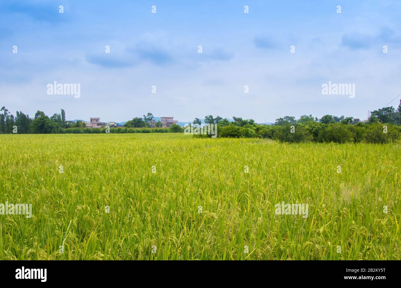 Rice farm guangdong hi-res stock photography and images - Alamy