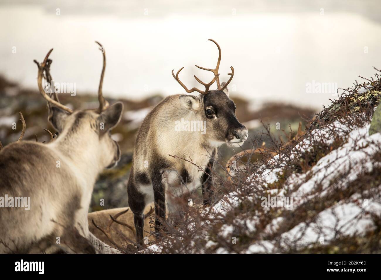 Reindeer in Spitsbergen, Svalbard in beautiful surroundings. Snow and winter landscape with exotic animals, living in hash environments all year round Stock Photo