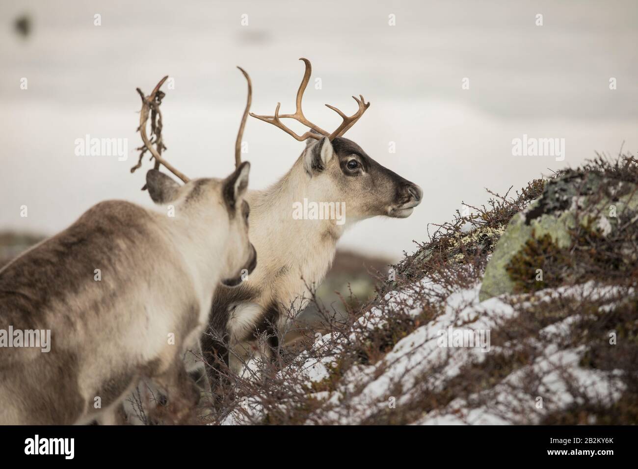Reindeer in Spitsbergen, Svalbard in beautiful surroundings. Snow and winter landscape with exotic animals, living in hash environments all year round Stock Photo