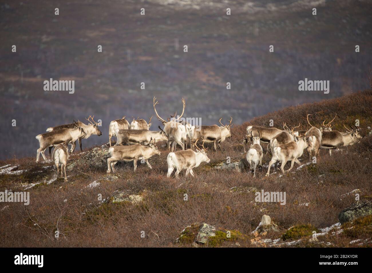 Reindeer in Spitsbergen Stock Photo