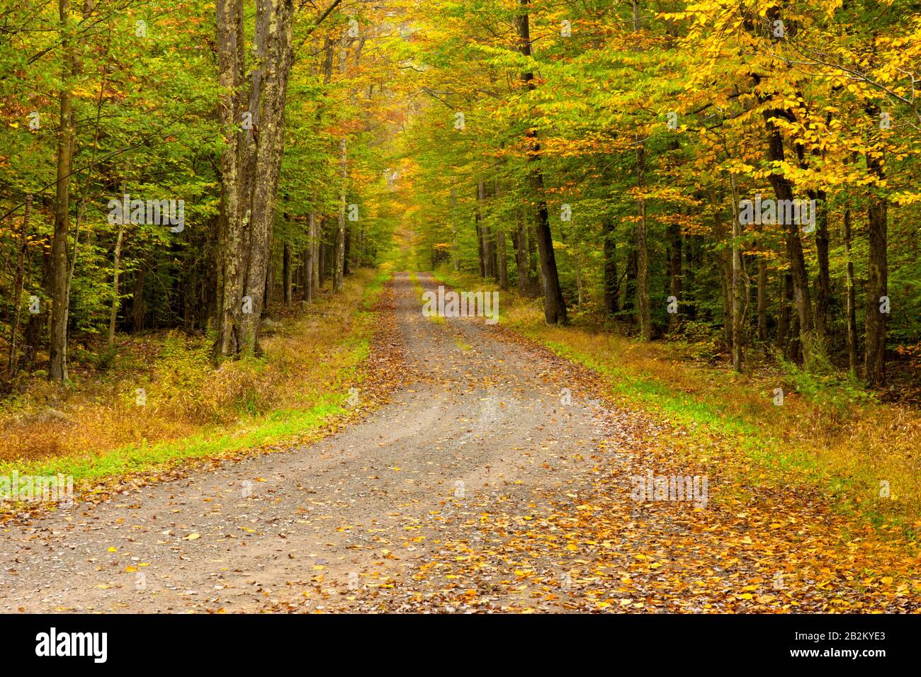 Pennsylvania Forest Road High Resolution Stock Photography and Images