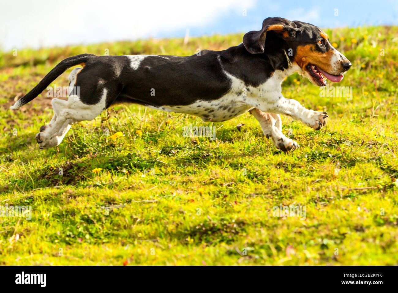 Female Hound Hound Pursuit Prey Shot From Low Angle At Full Race Speed Stock Photo