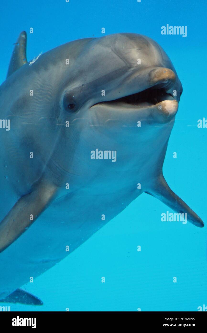 Delph Animals Delphinida High Resolution Stock Photography and Images - Alamy