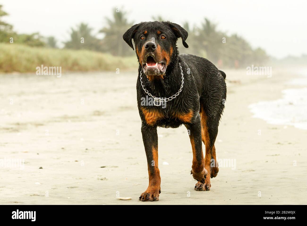Adult Male Rottweiler On The Beach Observe The Beautiful Expression Of This Breed Stock Photo Alamy