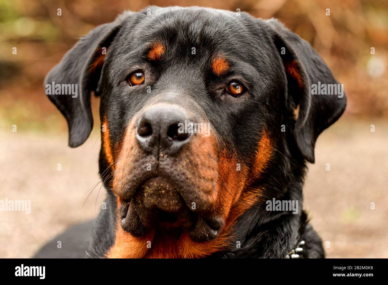 Frontal Portrait Of An Adult Male Purebred Rottweiler Narrow Dof Focus ...