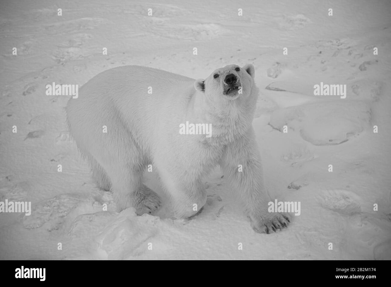 King polar bear Black and White Stock Photos & Images - Alamy