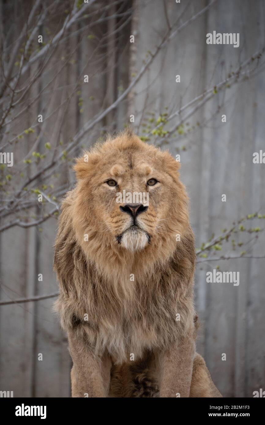 Male and female lion, love hi-res stock photography and images - Page 2 - Alamy Male and female lion, love hi-res stock photography and images - Page 2 - Alamy