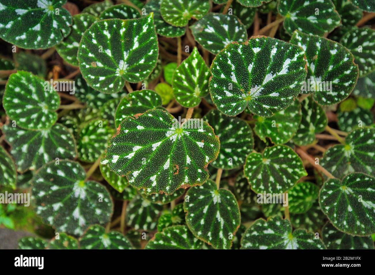 Begonia pustulata