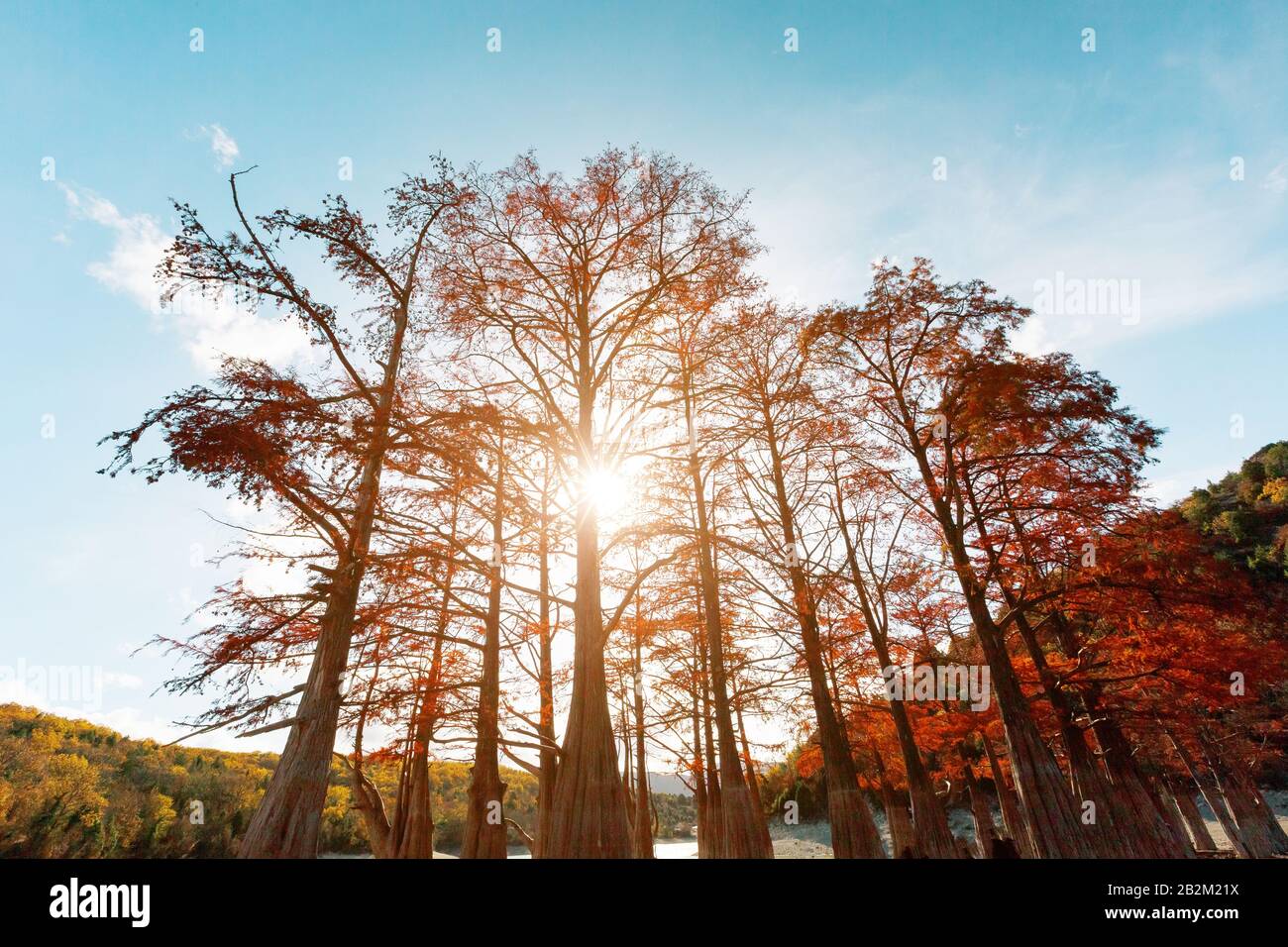 Cypress trees in autumn with red leaves against blue sky with sun rays ...