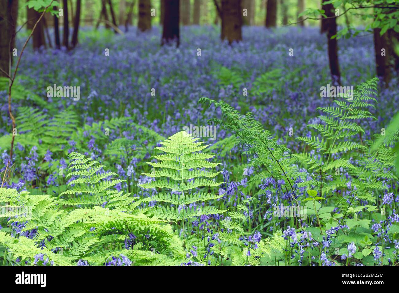Wild ferns hi-res stock photography and images - Alamy