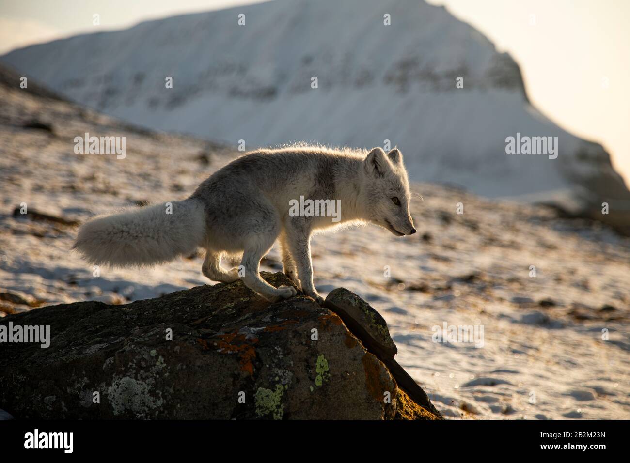Hungry Polar fox lurking around in the arctic Stock Photo