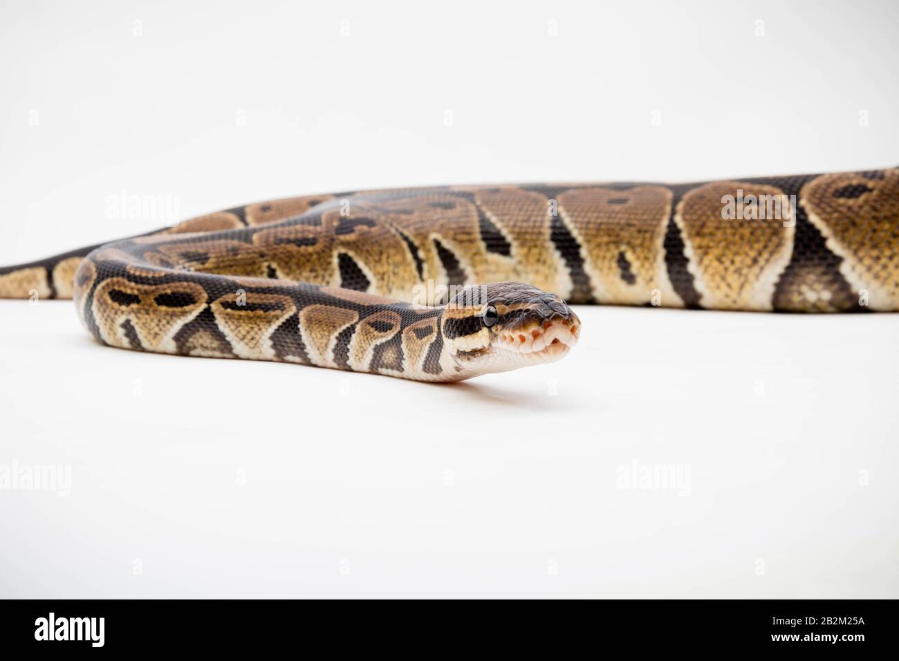 A Royal/Ball Python (Python Regius) isolated on a white background ...