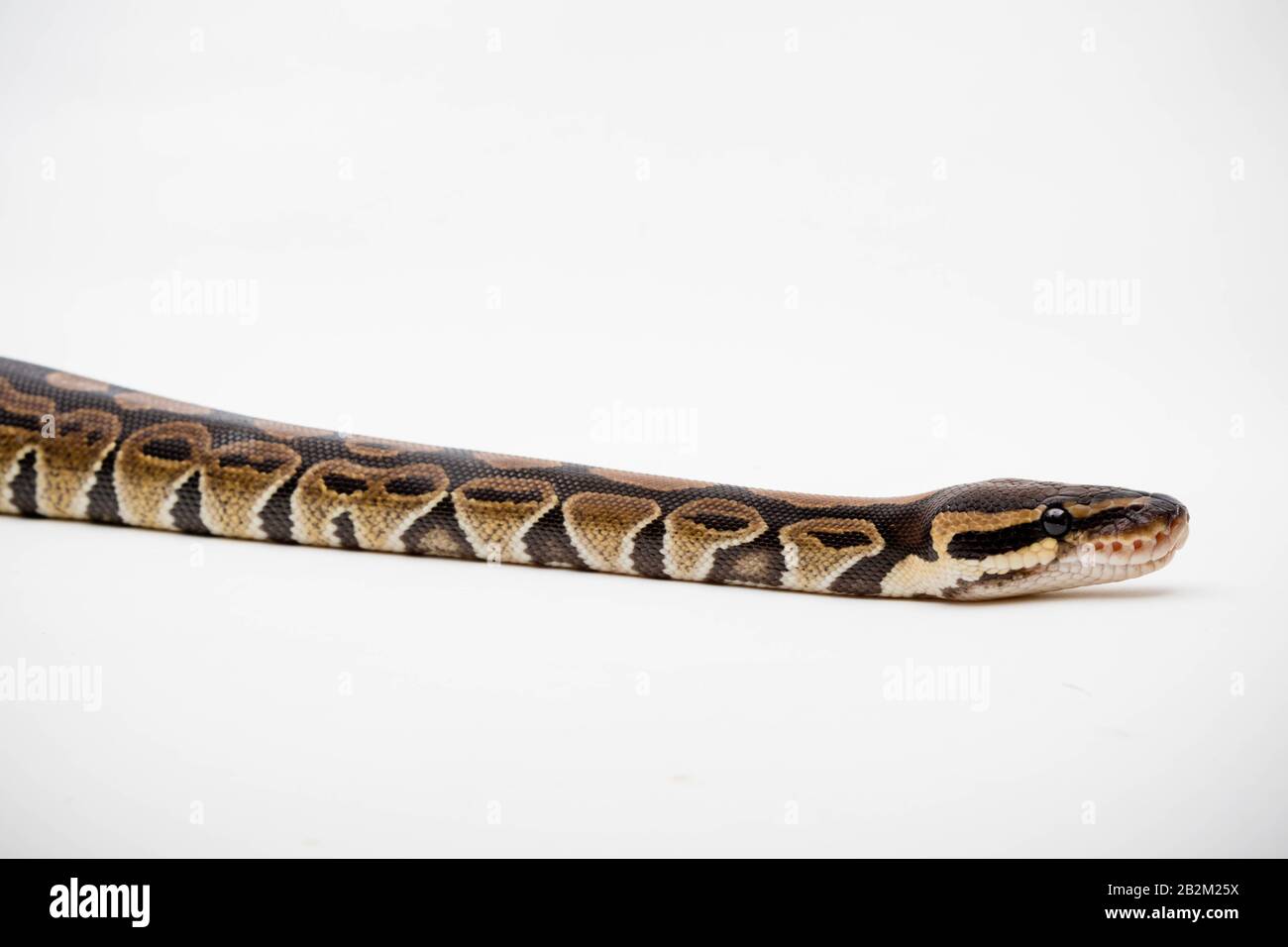 A Royal/Ball Python (Python Regius) isolated on a white background ...