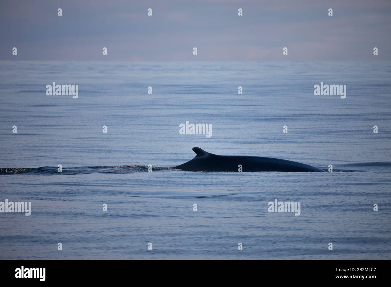 Humpback whale wallpaper hi-res stock photography and images - Alamy