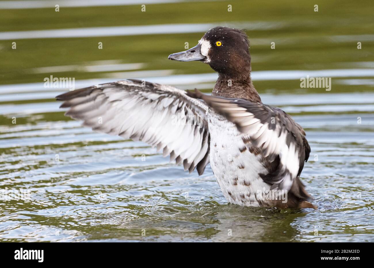 A female tufted duck on the Kellersee in Malente / Northern Germany. Stock Photo