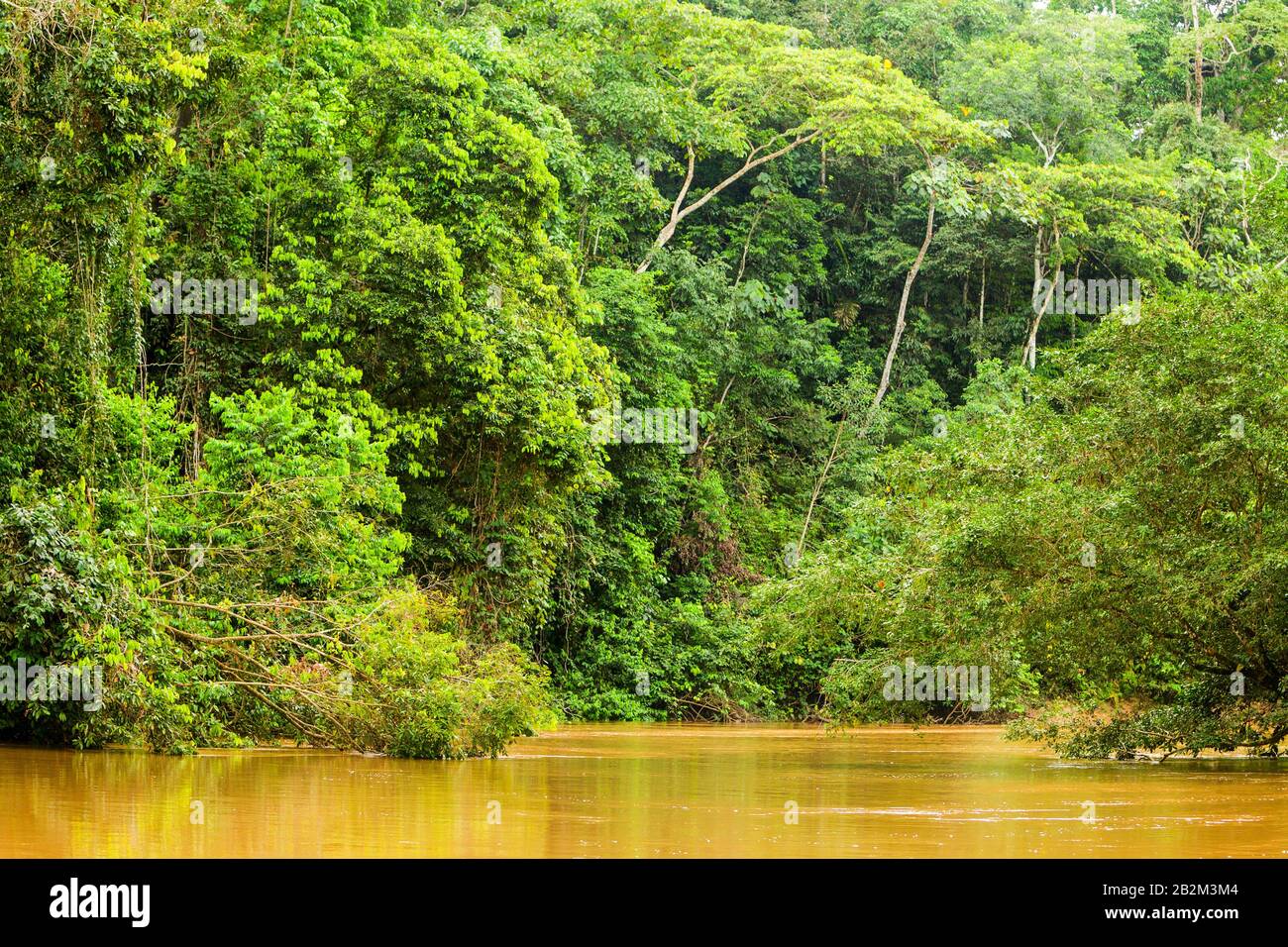 Yasuni National Park Ecuador Amazon Basin Stock Photo