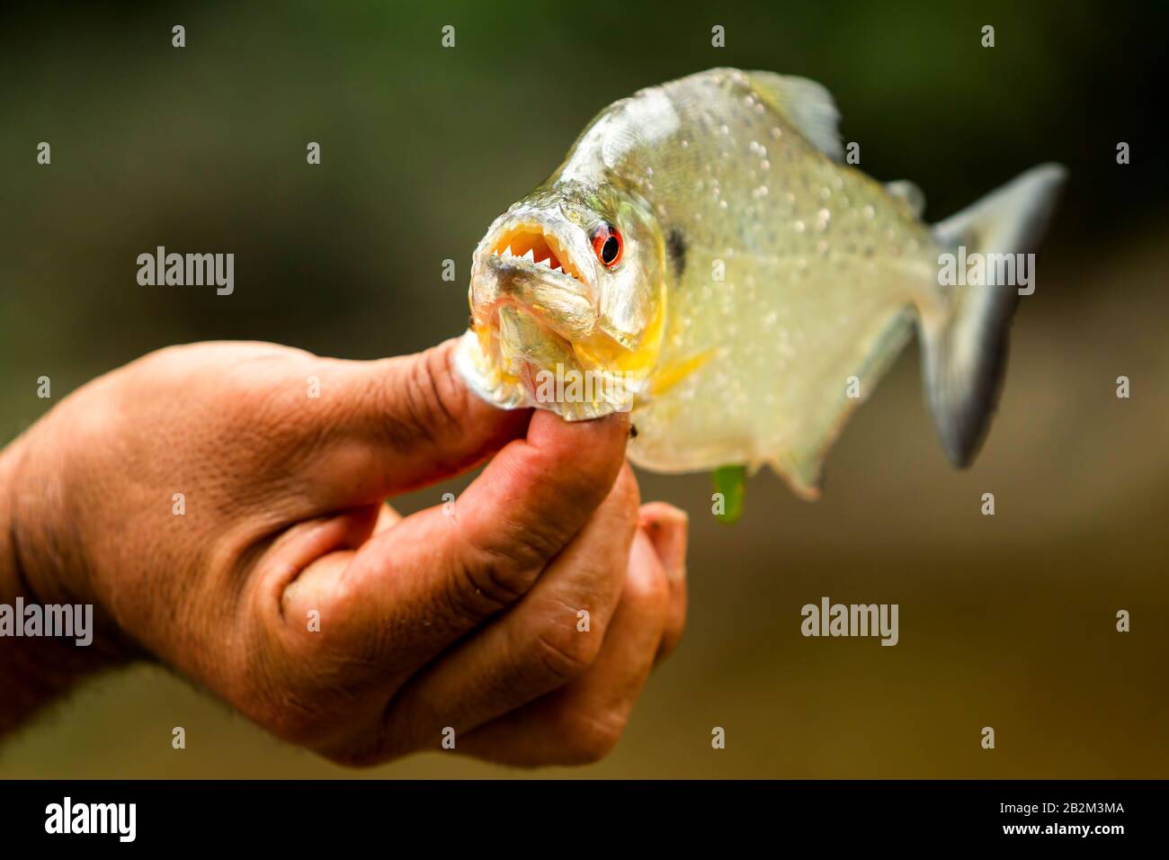 Aggressive Piranha Fish With His Mouth Open Stock Photo - Alamy