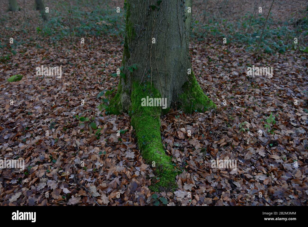 Baumwurzel hires stock photography and images Alamy