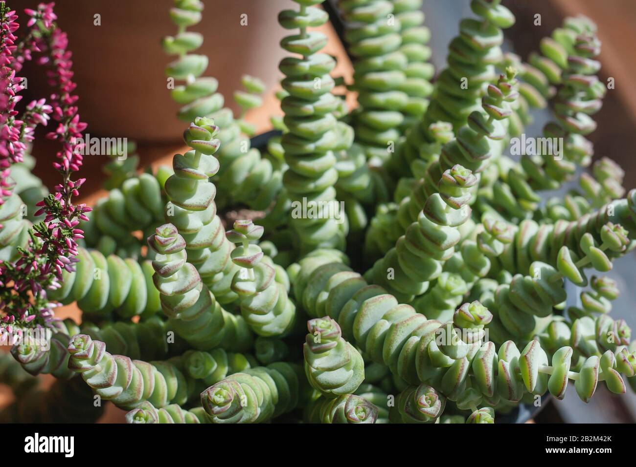 Detail of crassula perforata succulent plant Stock Photo - Alamy