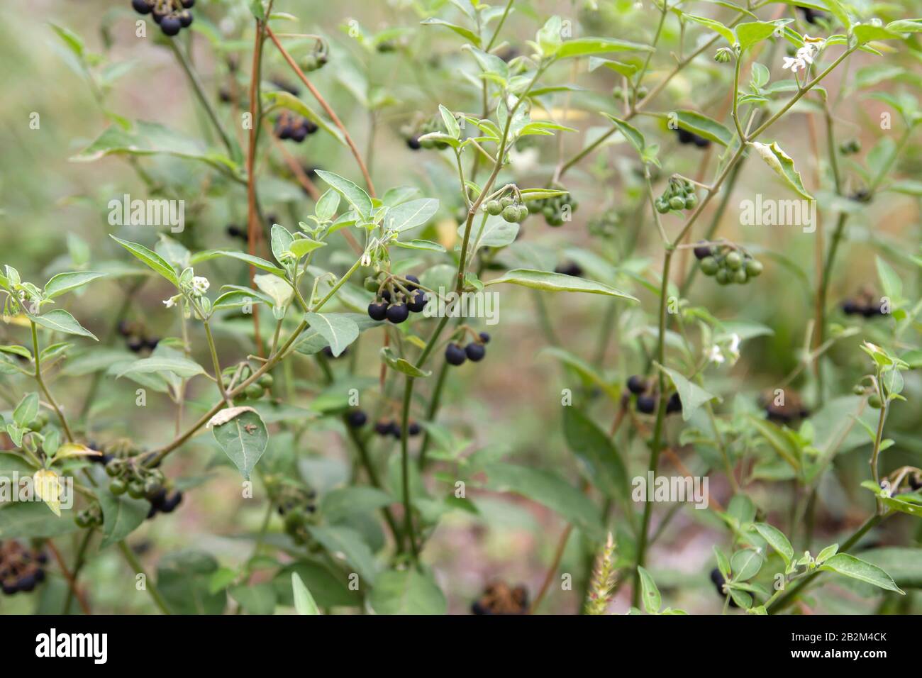 American black nightshade plant berries Stock Photo