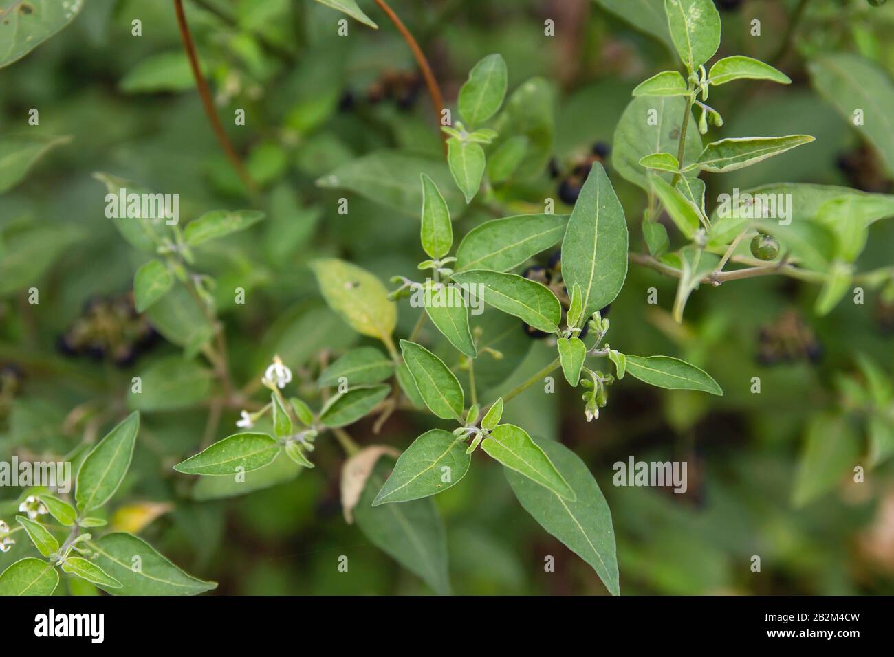 American black nightshade wild plant Stock Photo Alamy