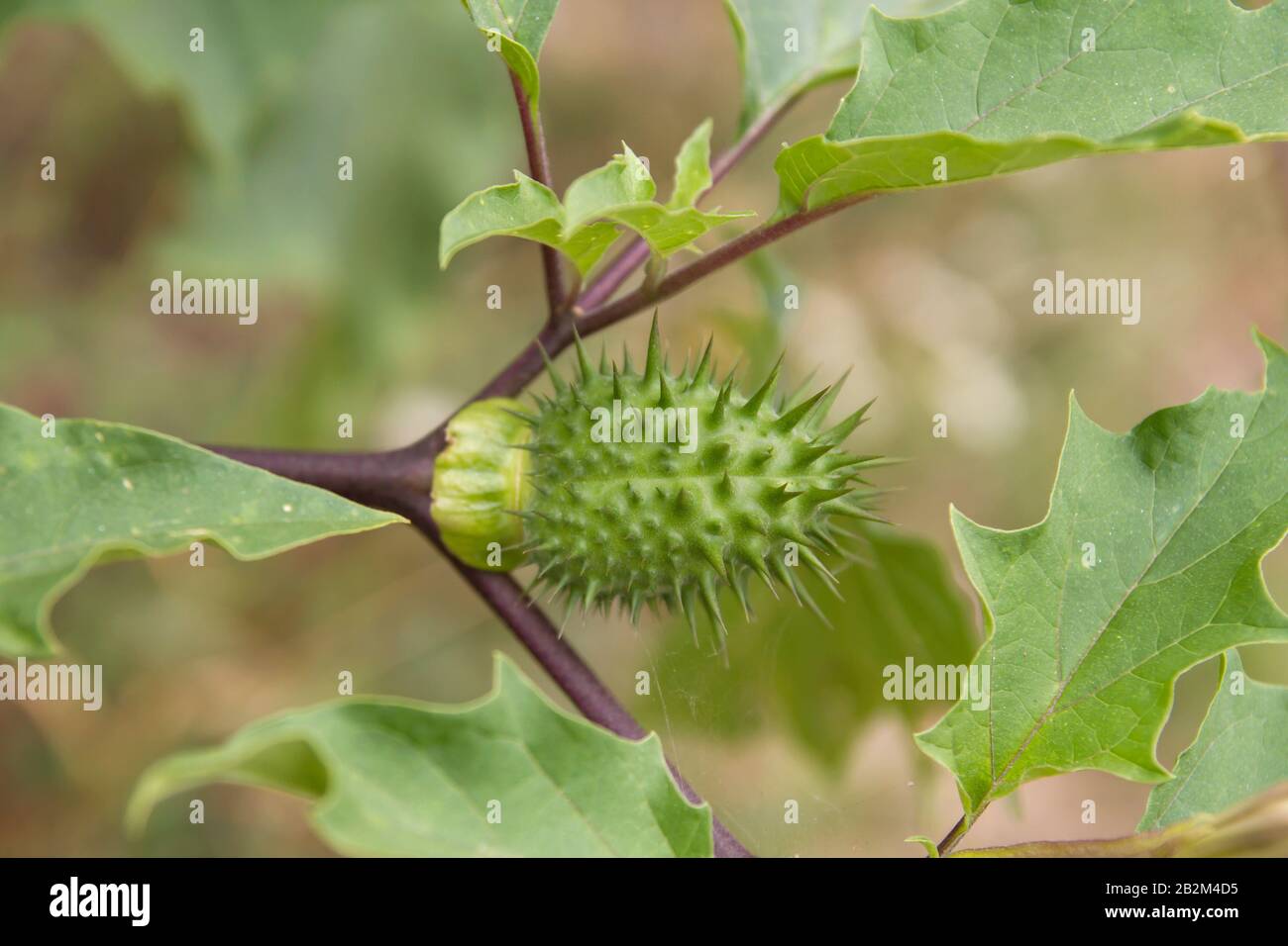 Page 2 Vodou High Resolution Stock Photography And Images Alamy