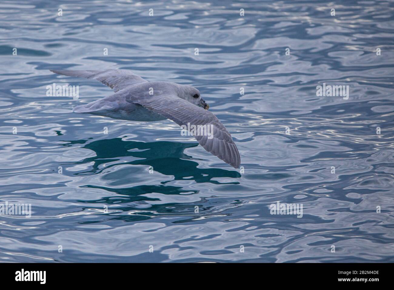 Arctic fulmar flying close to water in the artic Stock Photo