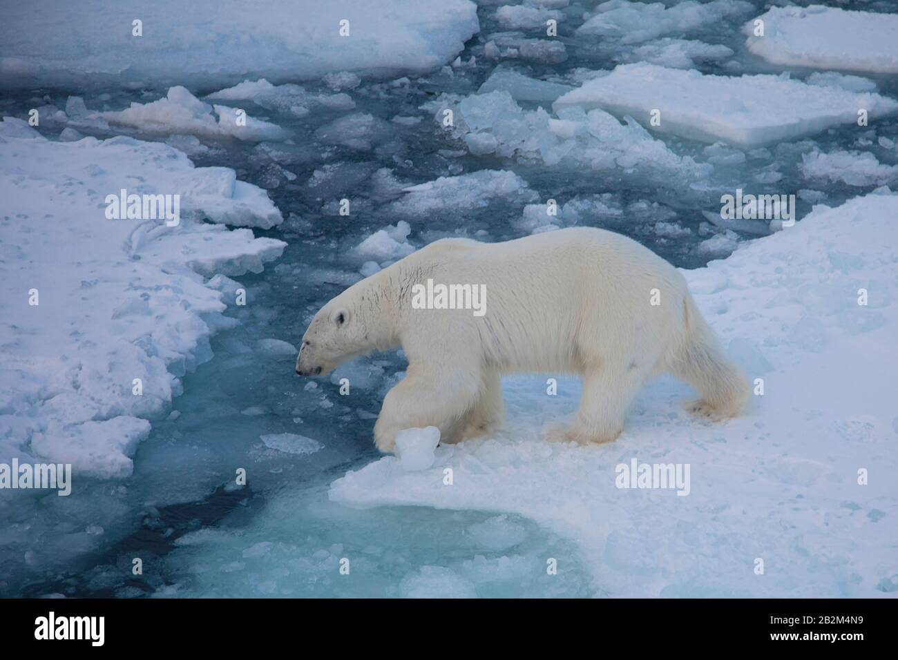 Big Polar bear on the floating ice in the arctic. Svalbard, Norway Stock Photo
