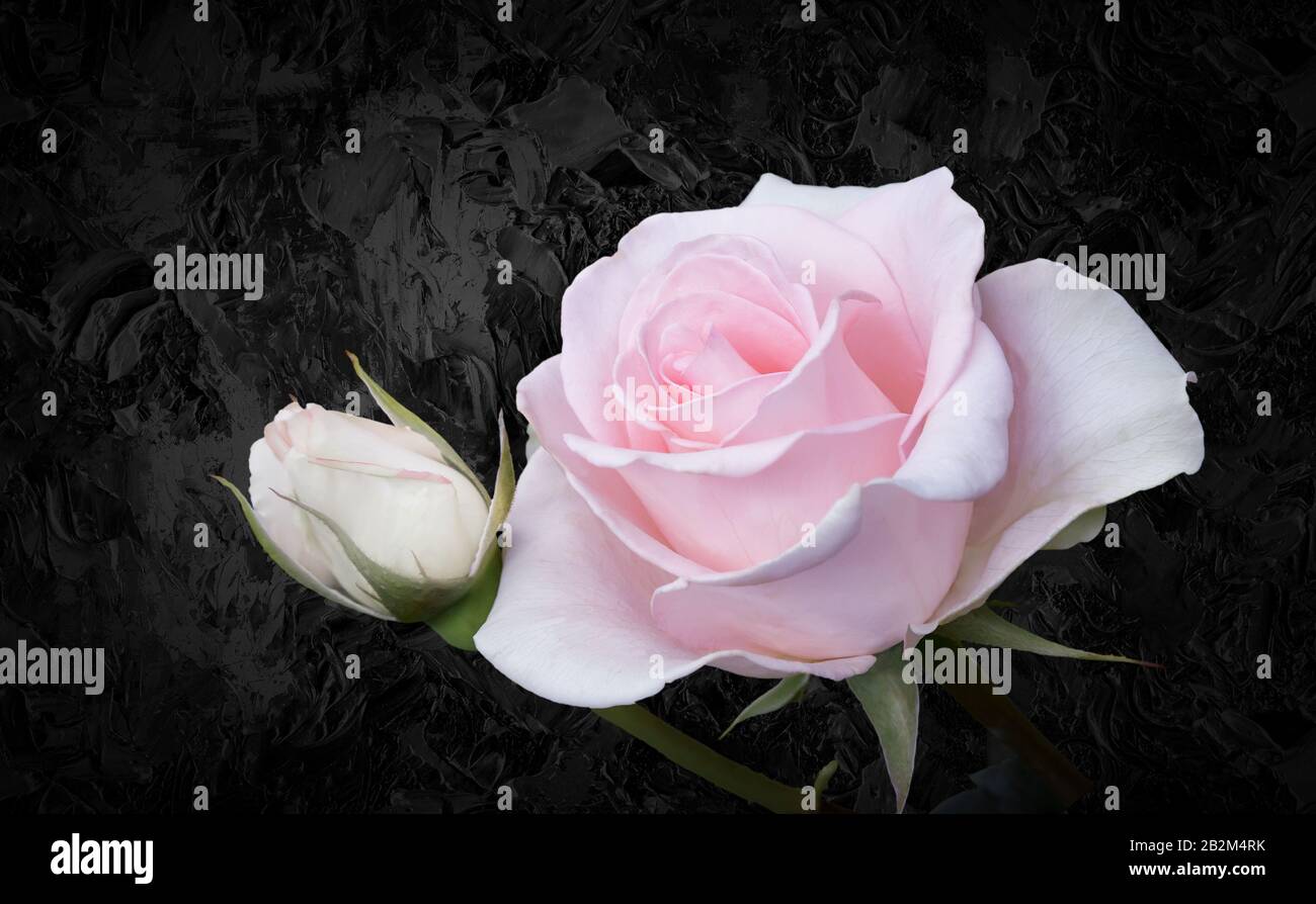 Luxurious pink rose with leaves on a black background Stock Photo - Alamy