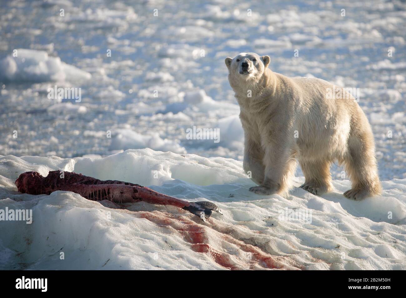 Big Polar bear on the floating ice in the arctic. Svalbard, Norway Stock Photo