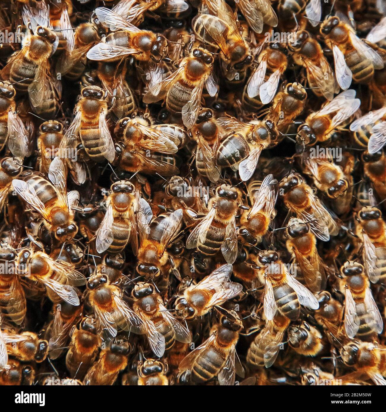 A swarm of bees on the hive. Many bees in the form of texture close-up. Macro, background Stock Photo