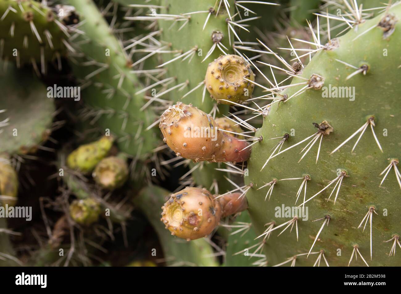 Detail of opuntia ficus indica fruits know as tunas Stock Photo