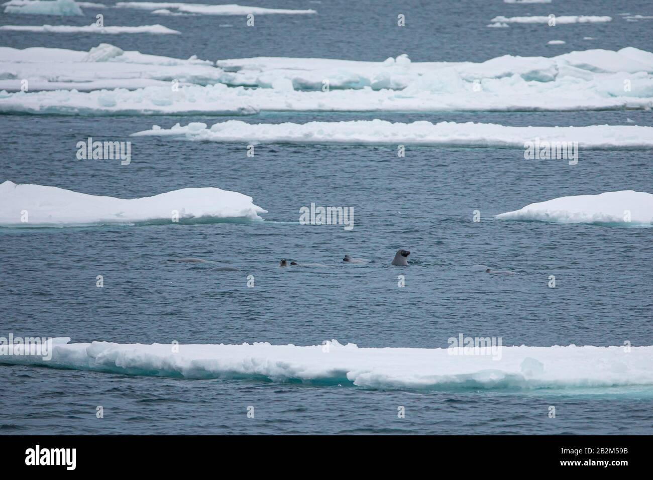 seals swimming in arctic water between icebergs Stock Photo