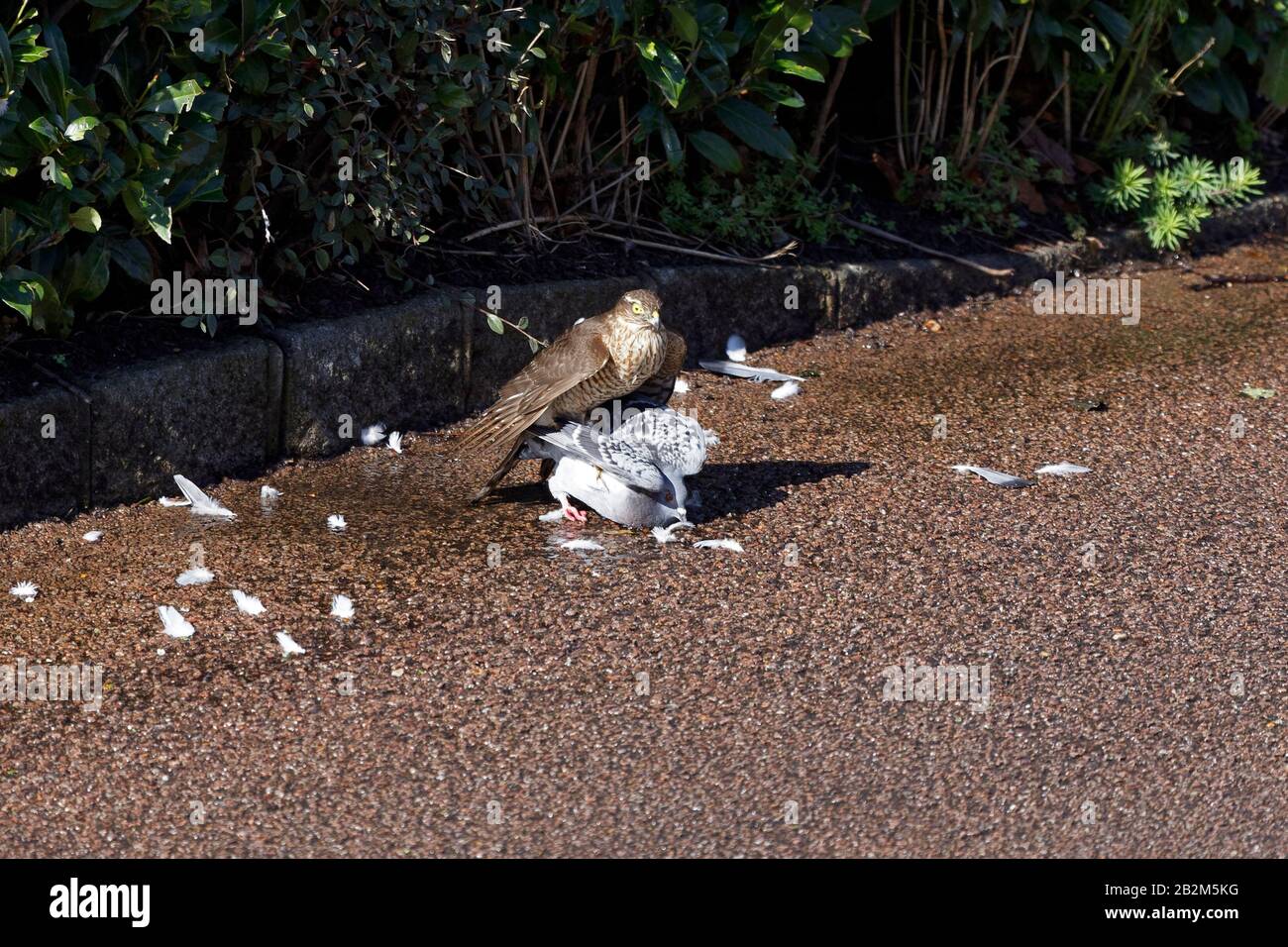 Sparrow hawk and wood Pidgeon Stock Photo