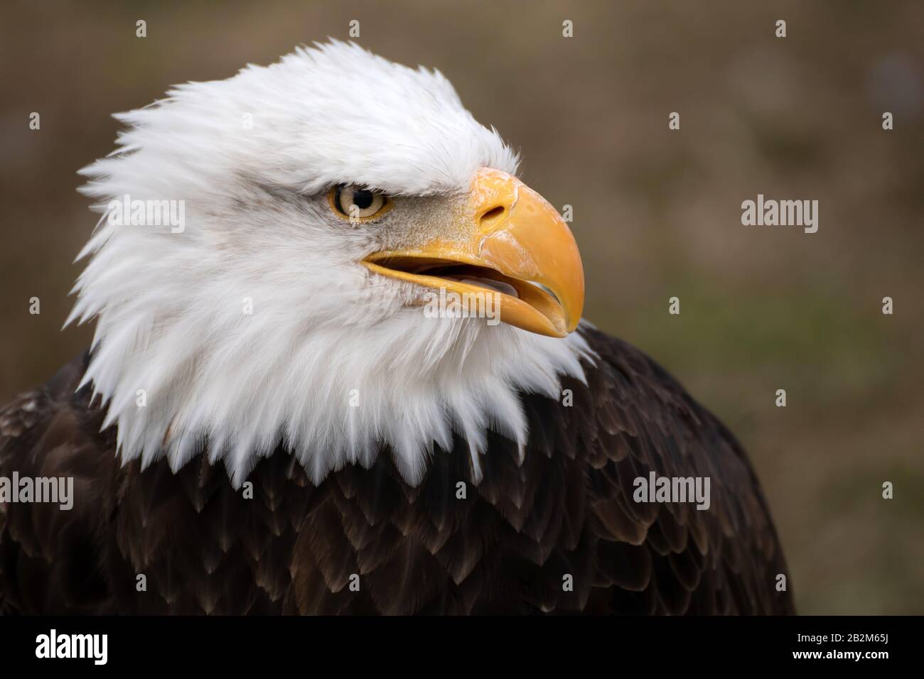 Face portrait of a wild beautiful American bald eagle Stock Photo - Alamy