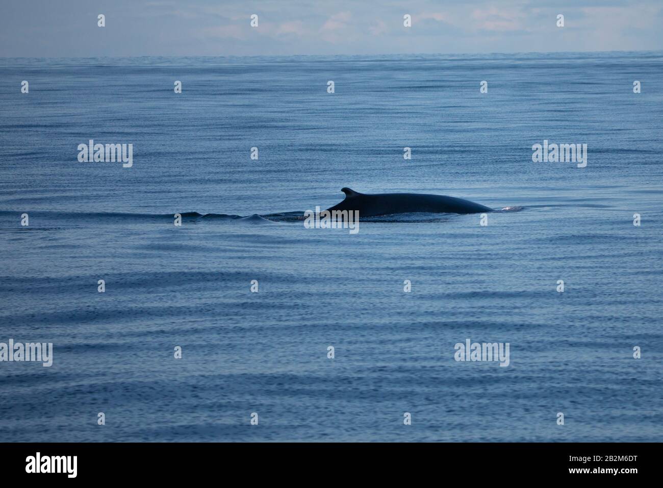 Humpback-whale from the north, Spitsbergen, Norway. Marine mammals from the arctic, traveling around the world. Stock Photo