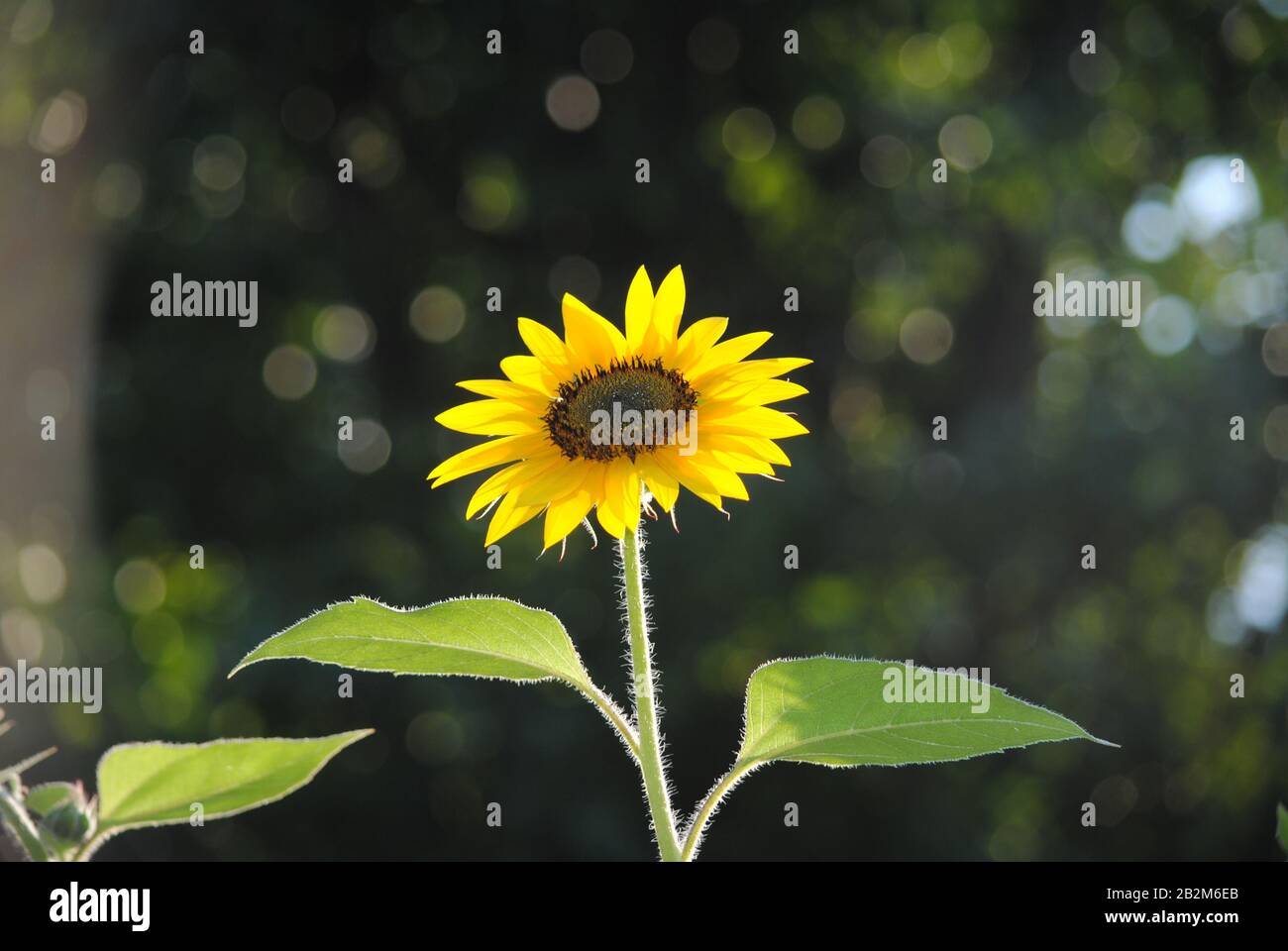 Organically grown sunflowers wide open in Northern Virginia Stock Photo