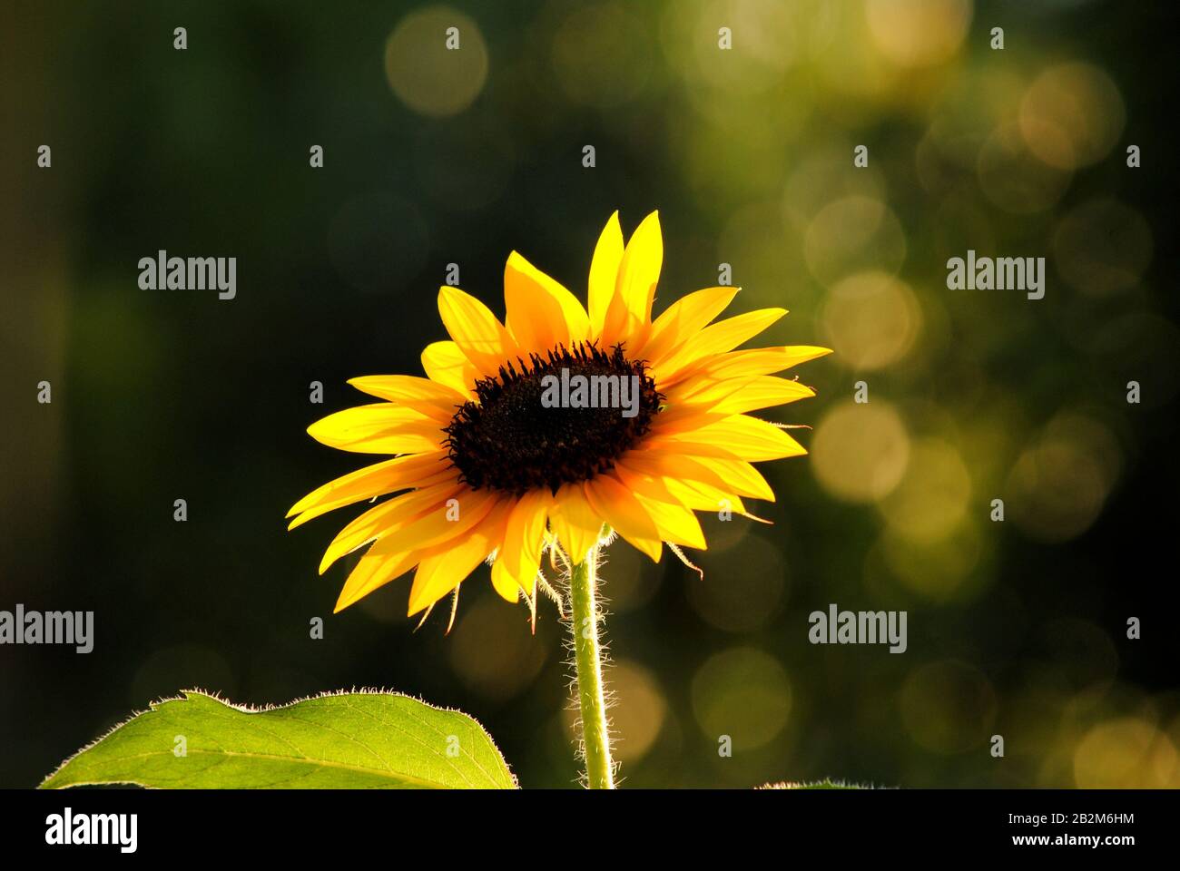 Organically grown sunflowers wide open in Northern Virginia Stock Photo