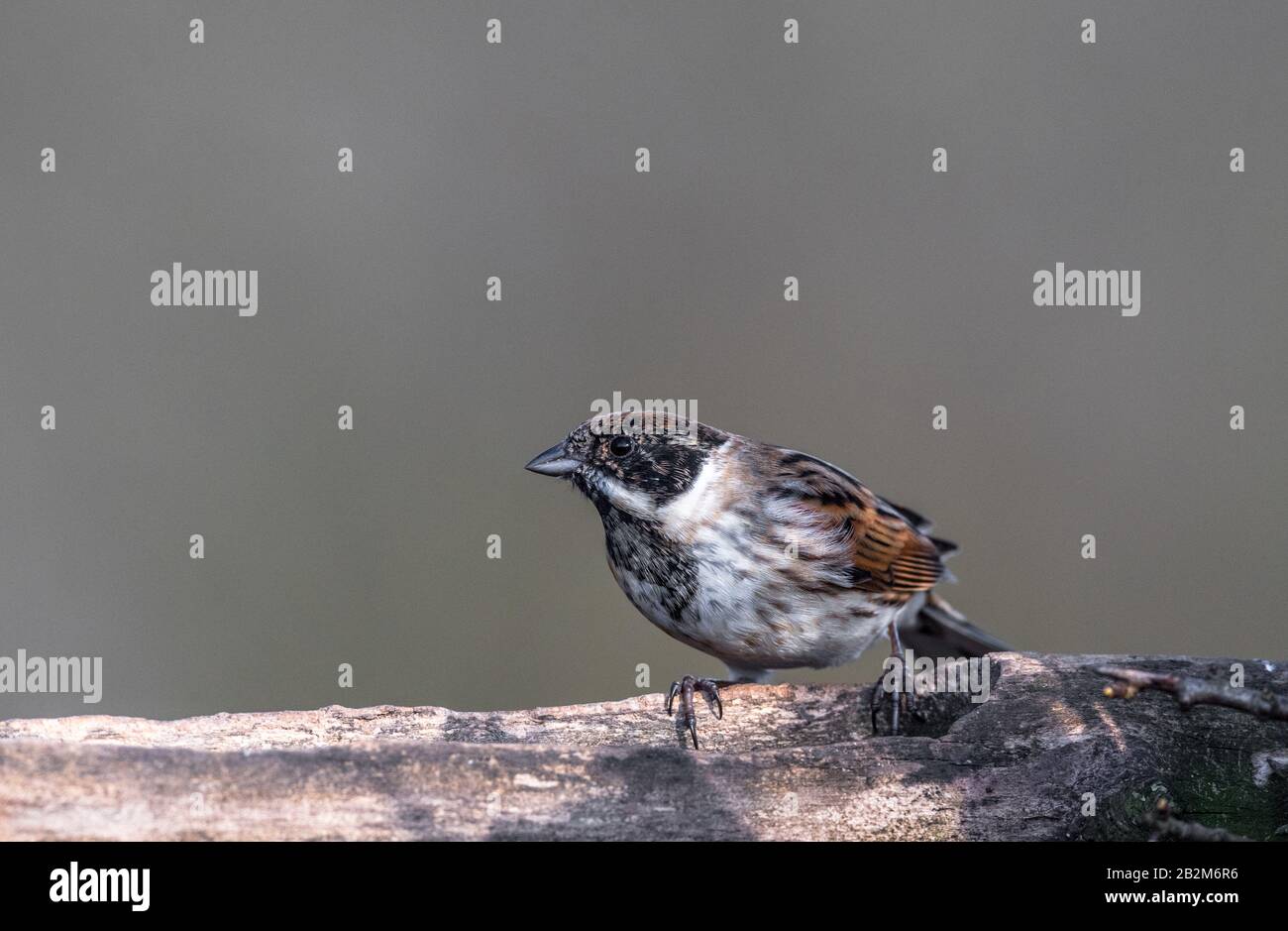 Reed Bunting feeding Stock Photo Alamy