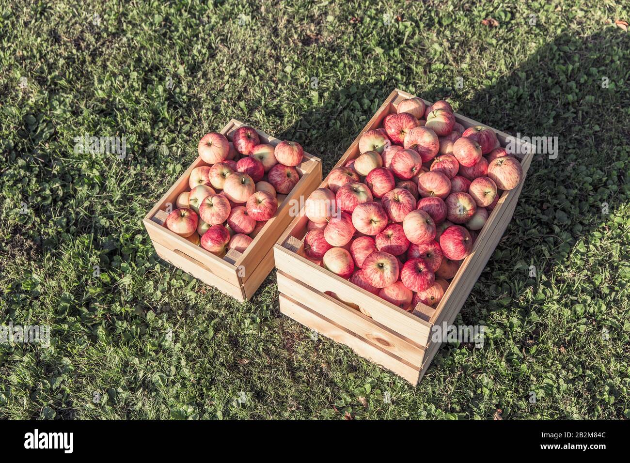 Ripe apples in a wooden box on grass Stock Photo - Alamy