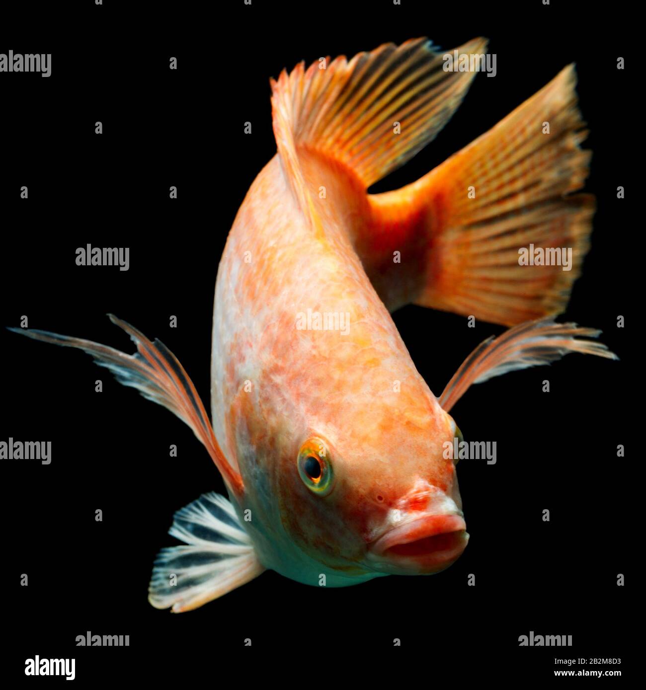 Nile Or Red Tilapia Oreochromis Niloticus Isolated On Black Studio