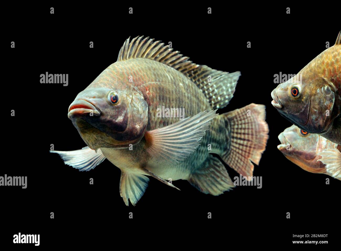 Mozambique Tilapia Oreochromis Mossambicus Isolated On Black Studio Aquarium Shot Stock Photo