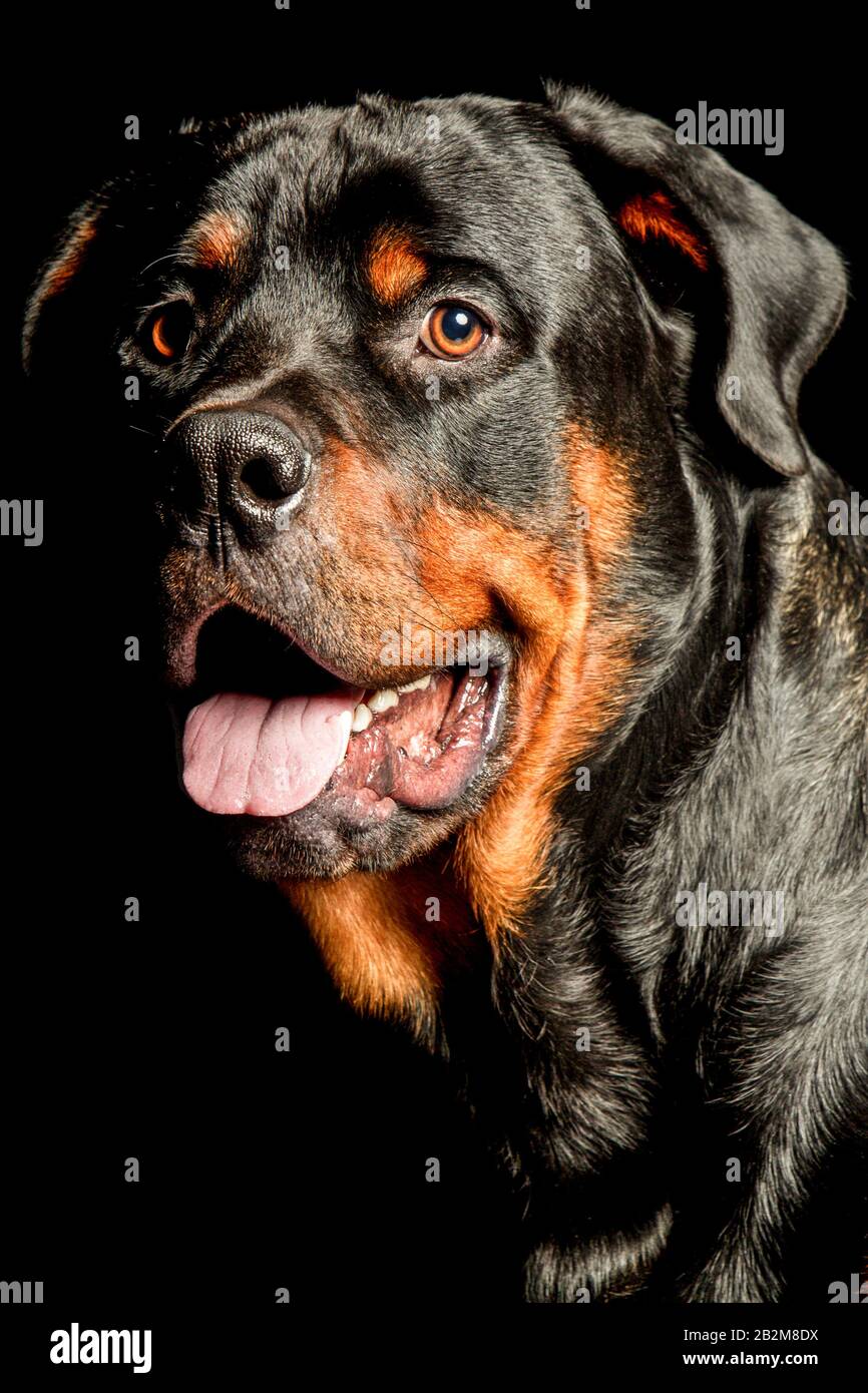 High Contrast Studio Portrait Of An Adult Male Rottweiler Purebred Dog ...