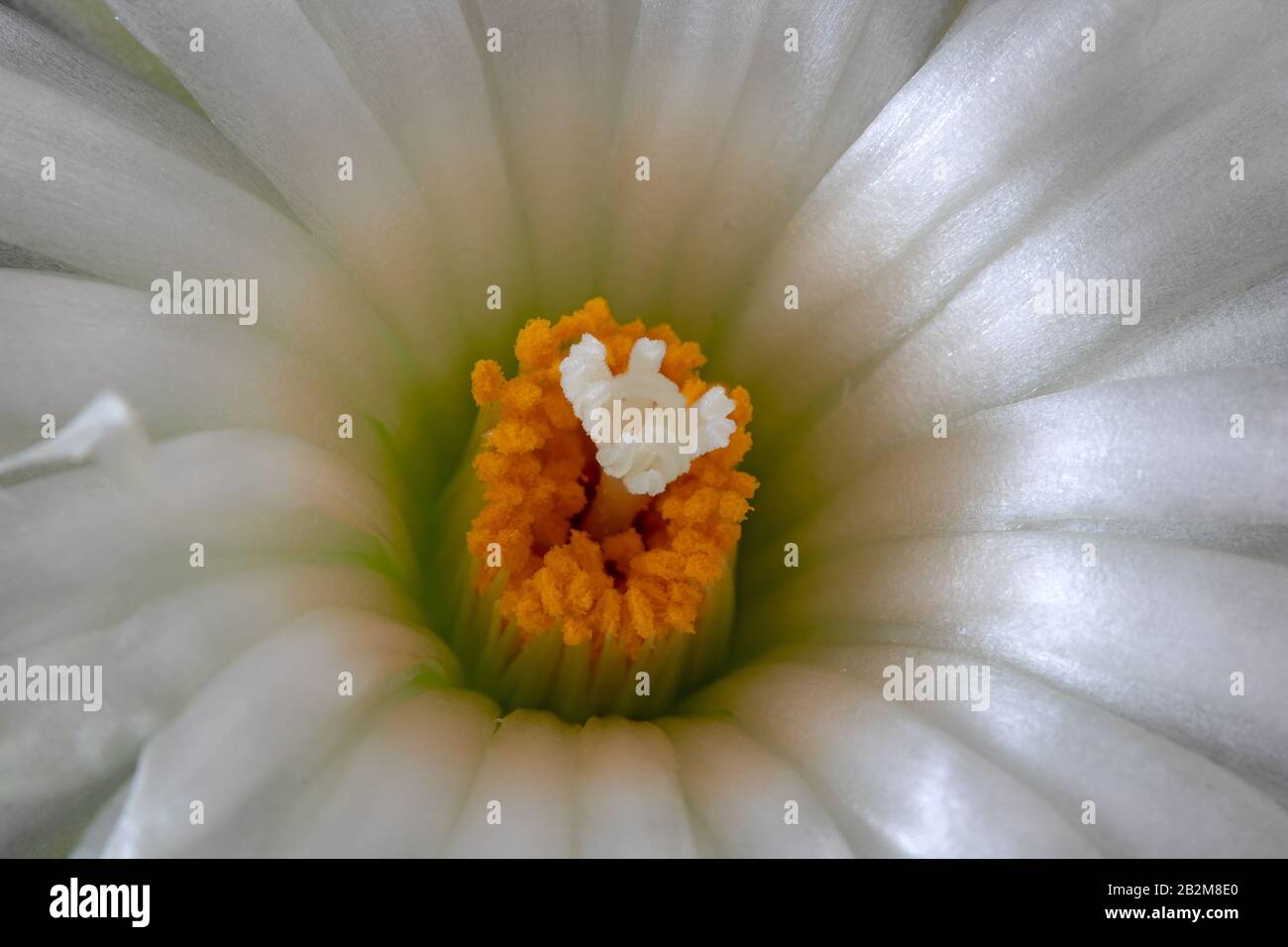 The detailed look at white blossom of cactus coryphantha, top view. Stock Photo
