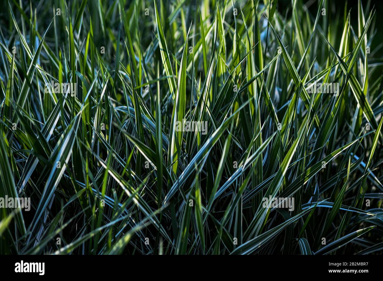Phalaris arundinacea, reed canary grass, gardener's-garters Stock Photo