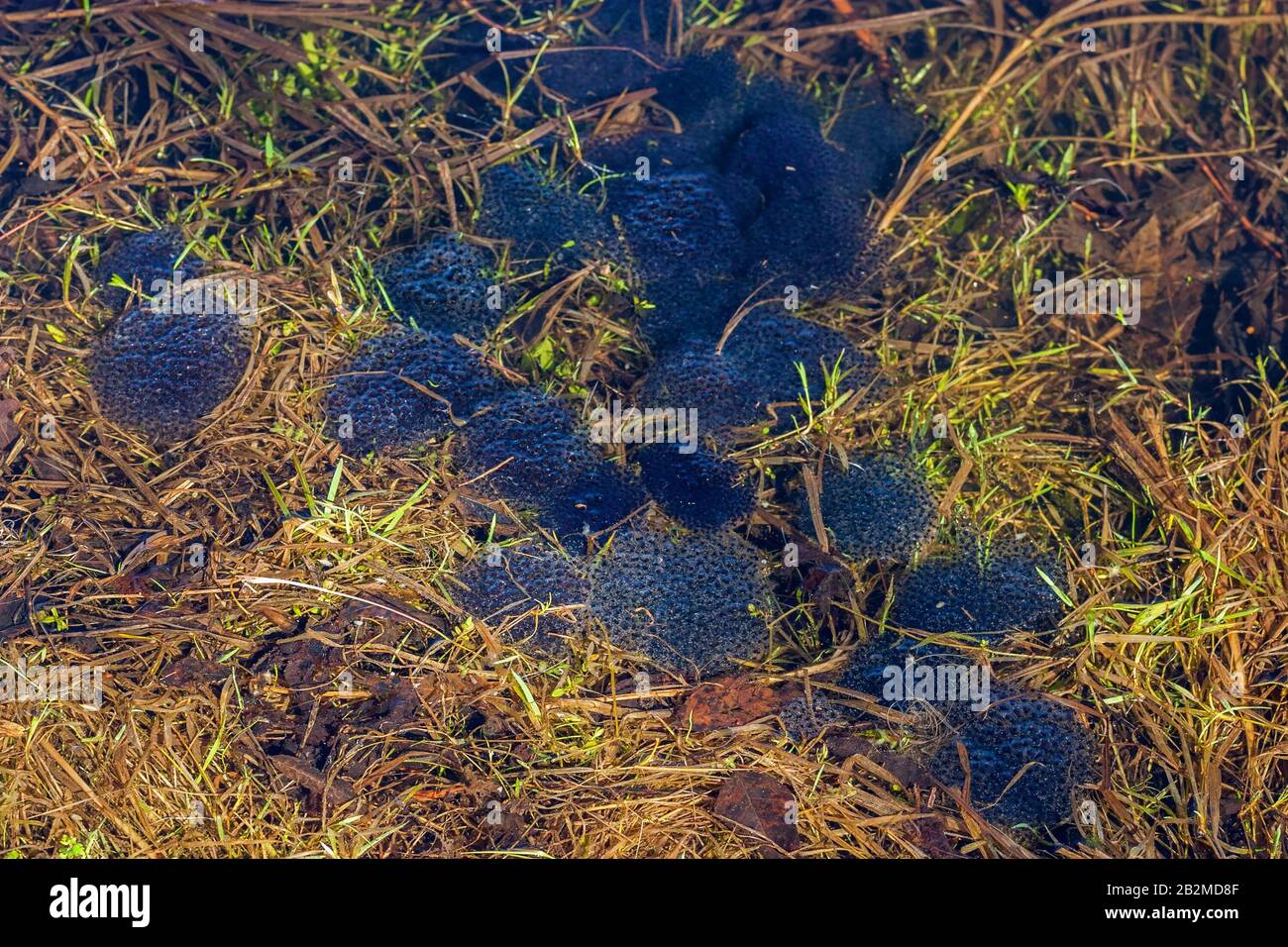 Frogspawn in a pond in spring Stock Photo