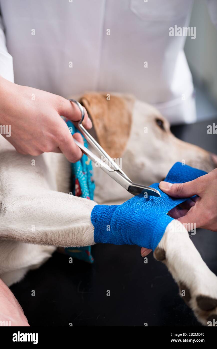 Dog taking care of injured dog Stock Photo